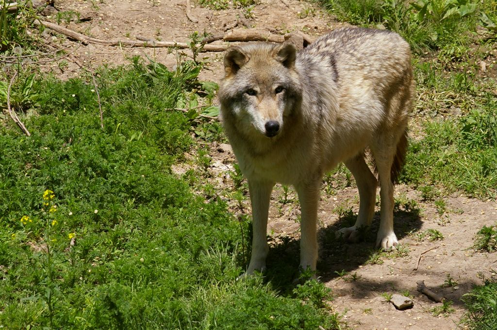 Pictures Of Wolves Running. Wolf runs loose at the